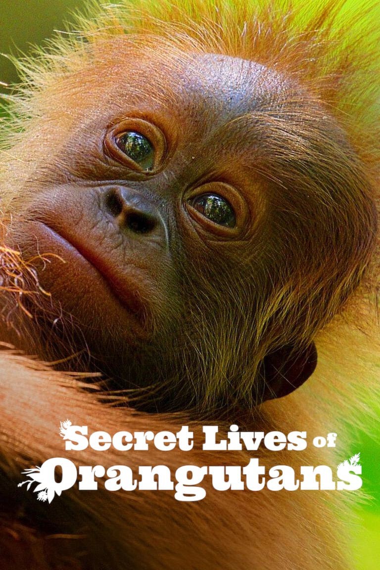 Cuộc sống bí mật của đười ươi - Secret Lives of Orangutans (2024)